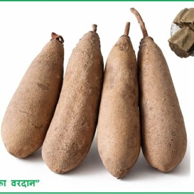 VK Balam Kheera Dry/बालम खीरा 100% Pure Natural 400 Gm